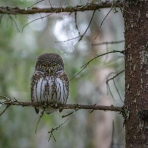 choosing binoculars for wildlife