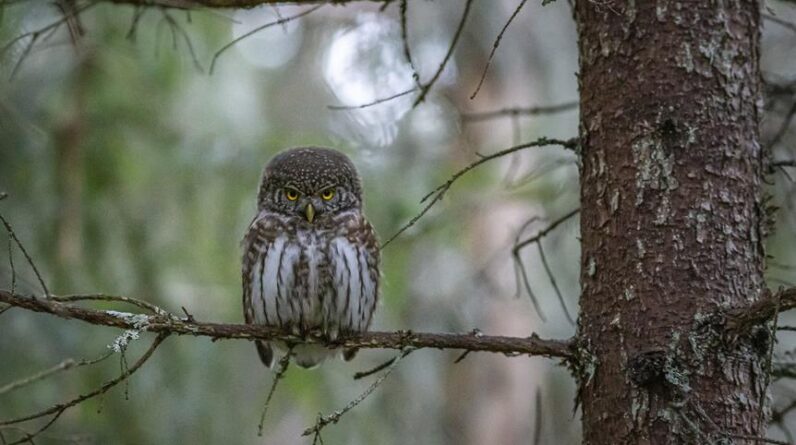 choosing binoculars for wildlife